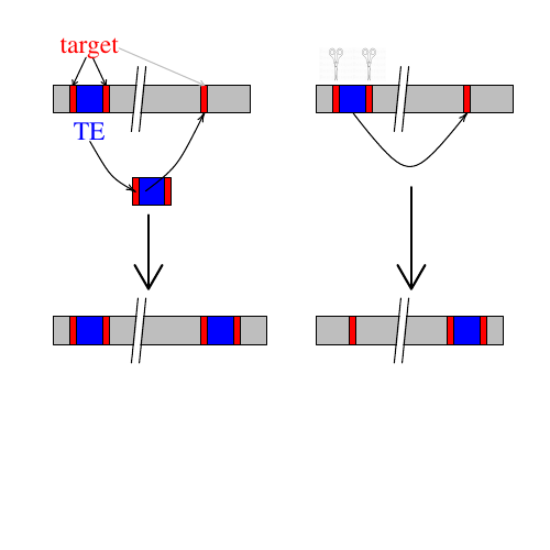 Schematic of transposable element insertions in a genome